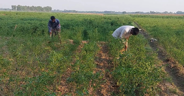 Chili growers in Manikganj worried over low production due to drought