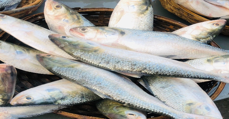 Govt approves export of 3,000 MTs of hilsa to India for Durga Puja