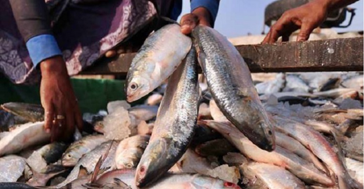 Legal notice seeks ban on export of Hilsa to India