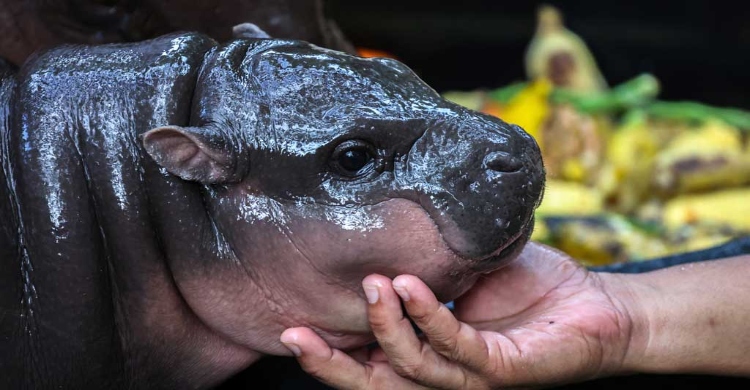 Thai baby hippo draws thousands to zoo