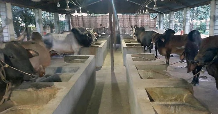 Beef fattening uplift fortunes of Rajshahi villagers