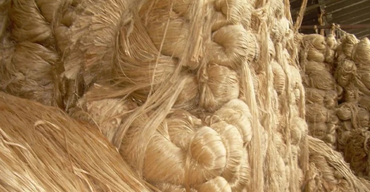 Jute cultivation goes on in full swing in Manikganj