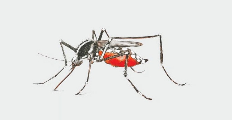 Three dengue patients die, 325 hospitalized in last 24 hrs