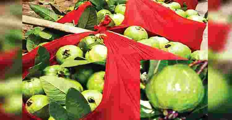'Kanchan guava' starts arriving in markets, seasonal sales at Tk six crore