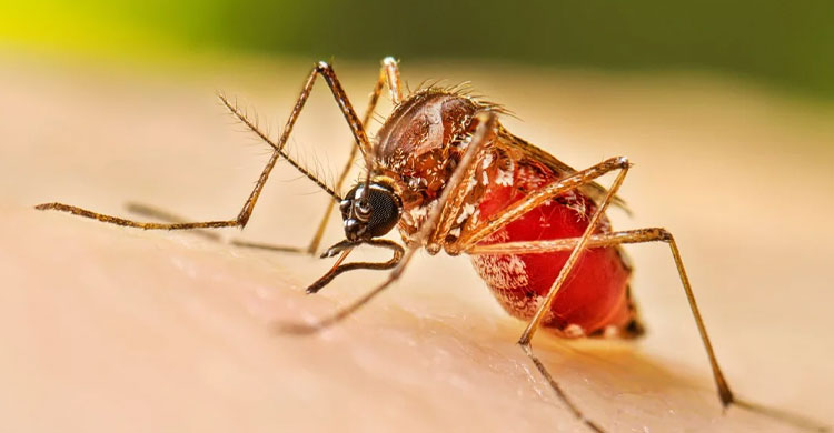 One dengue patient dies, 240 fresh cases detected overnight