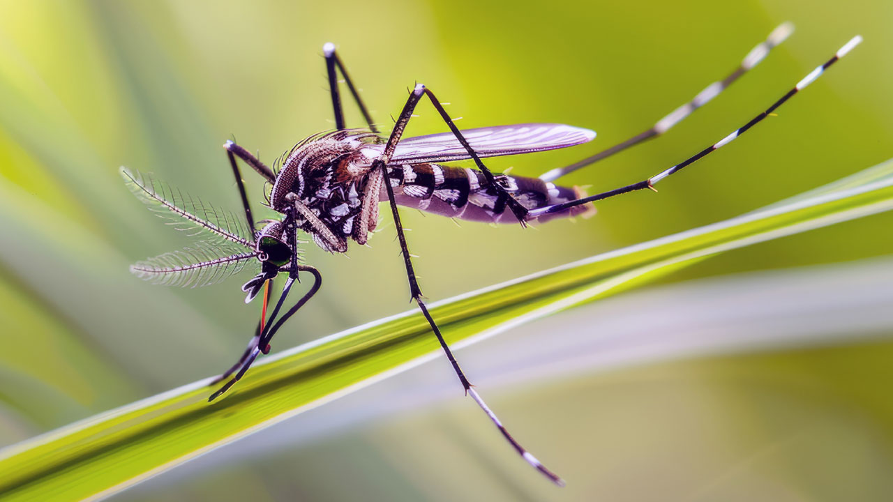 200 more dengue patients hospitalized in 24 hours