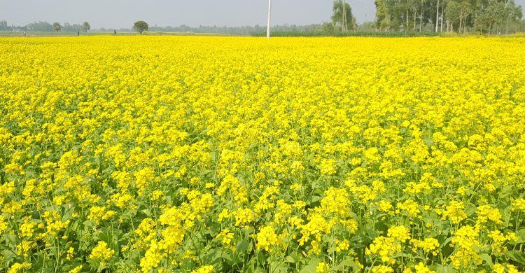 Netrokona farmers eye good yield of mustard cultivation