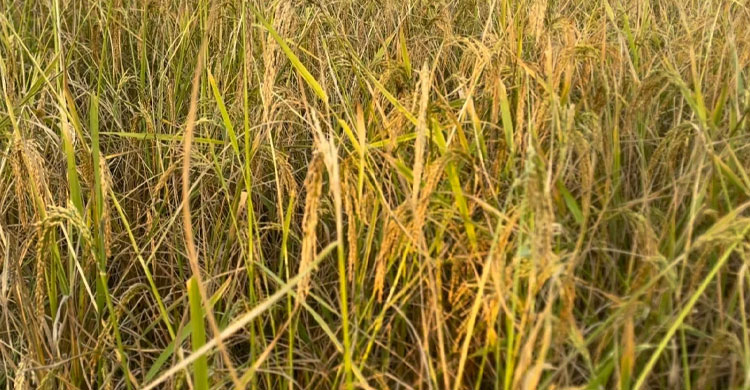 Aman harvest brings festive spirit, financial relief to Madaripur farmers