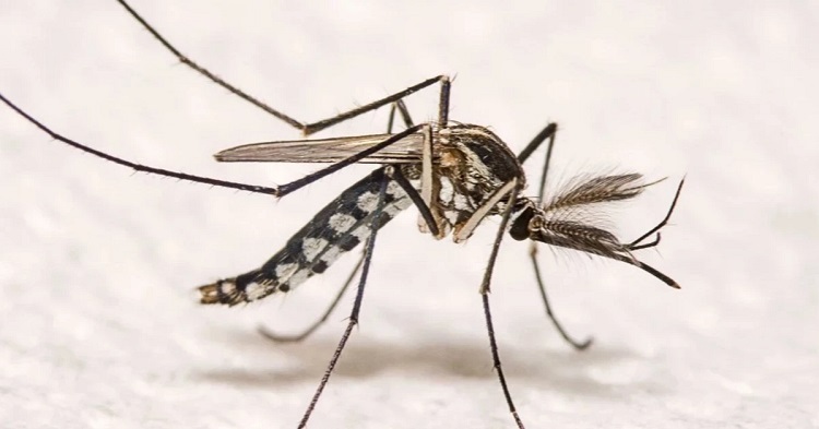 Six more dengue cases reported in 24hrs