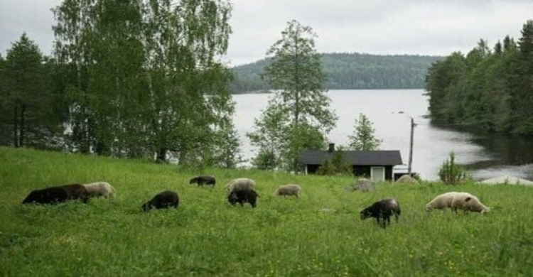 Finns flock to 'shepherd weeks' to disconnect on holiday