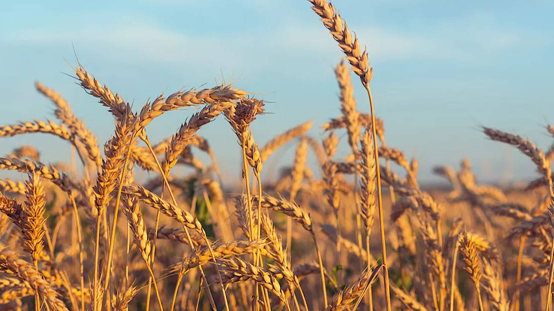 Bangladesh to double wheat imports amid global supply challenges