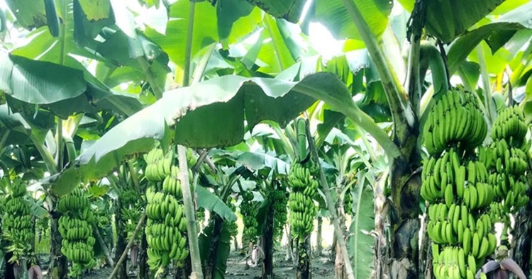 Banana farming transforms lives of Rangpur farmers