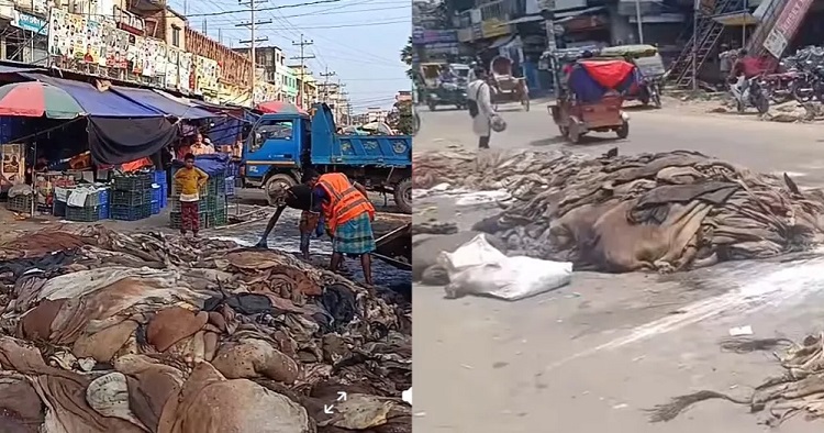 Lack of buyers, poor preservation leave sacrificial hides rotting in Feni