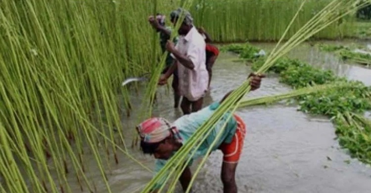 Jute harvesting in Khulna region completed