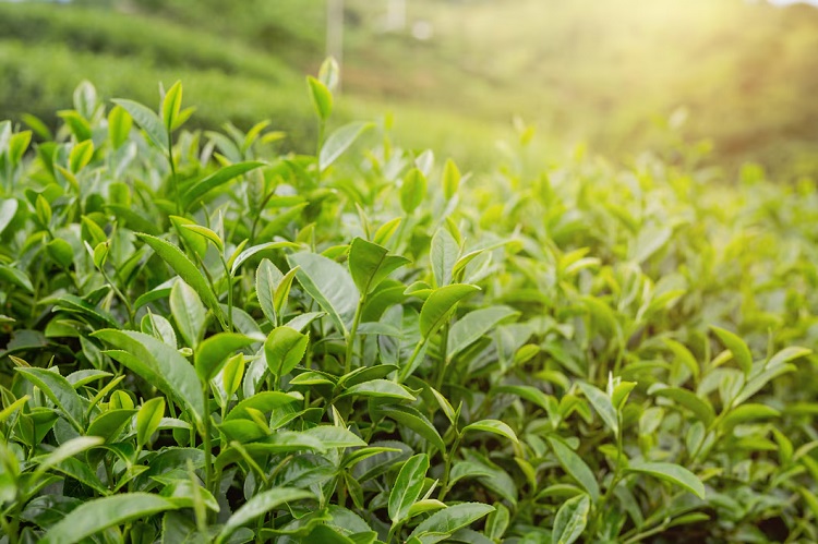 End of season types witness heavy withdrawals in the weekly tea sale