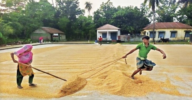 61 rice mill licenses cancelled in Rajshahi division