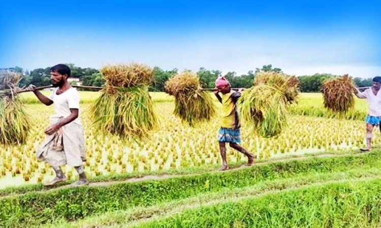 Cent percent paddy harvesting completed in Sylhet haors