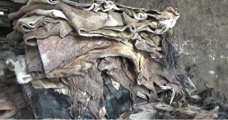 Rawhide Processing: Salt crisis worries traders ahead of Eid