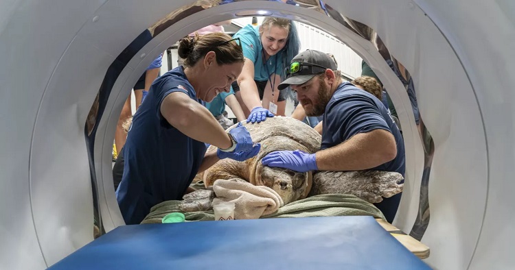 A 302-pound loggerhead sea turtle hit by a boat gets an oversize CT scan, with a surprise