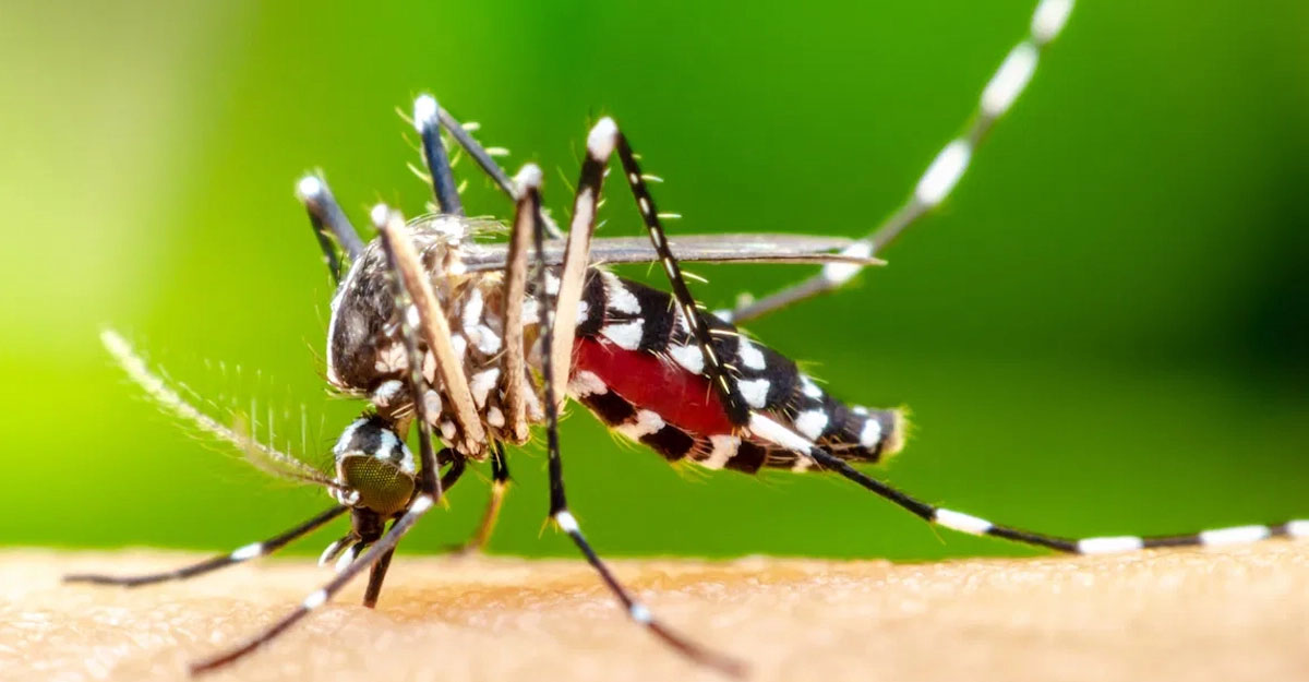 Six dengue patients die