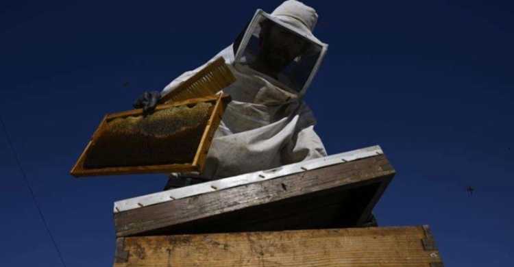 From rooftops to honey jars, Athens embraces urban beekeeping