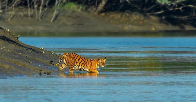 Master plan formulated to boost foreign tourism in Sundarbans