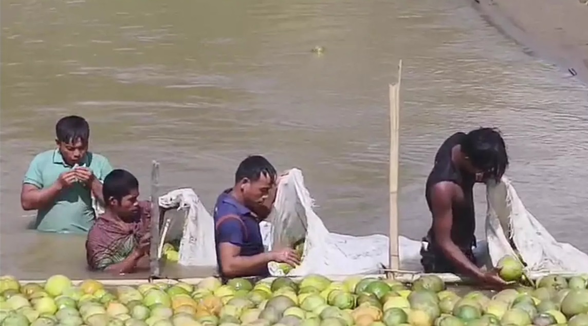 Floating pomelos of the hills: A unique blend of nature, tradition and innovation