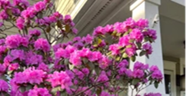 Proper timing key to successful shrub transplants, experts advise