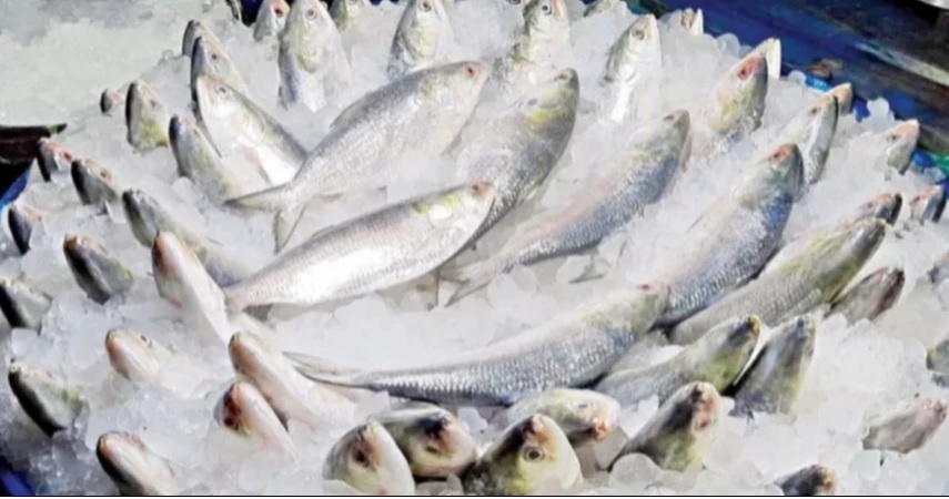 Hilsa returns to Khulna markets after 22-day ban