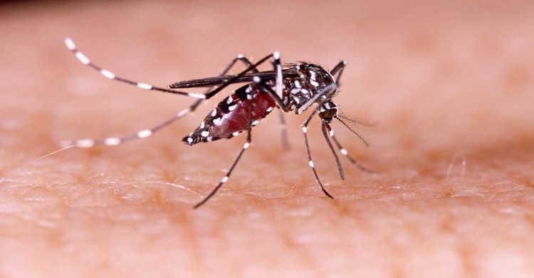 Health officials report 3 deaths, 580 fresh cases of dengue inflection overnight